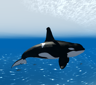 Orca Whale Simulator 3D