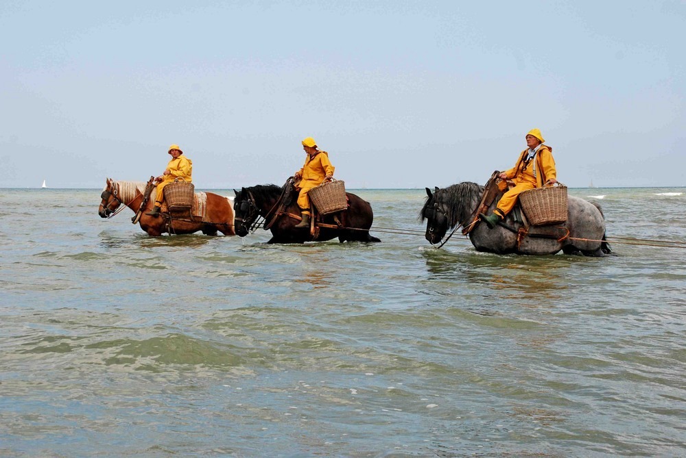 horseback-fishing-oostduinkerke-4