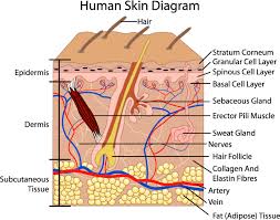 skin aging process,