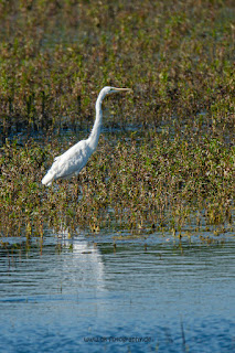 Wildlifefotografie Silberreiher Lippeaue Olaf Kerber