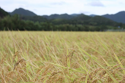 rice field Kano Yamaguchi