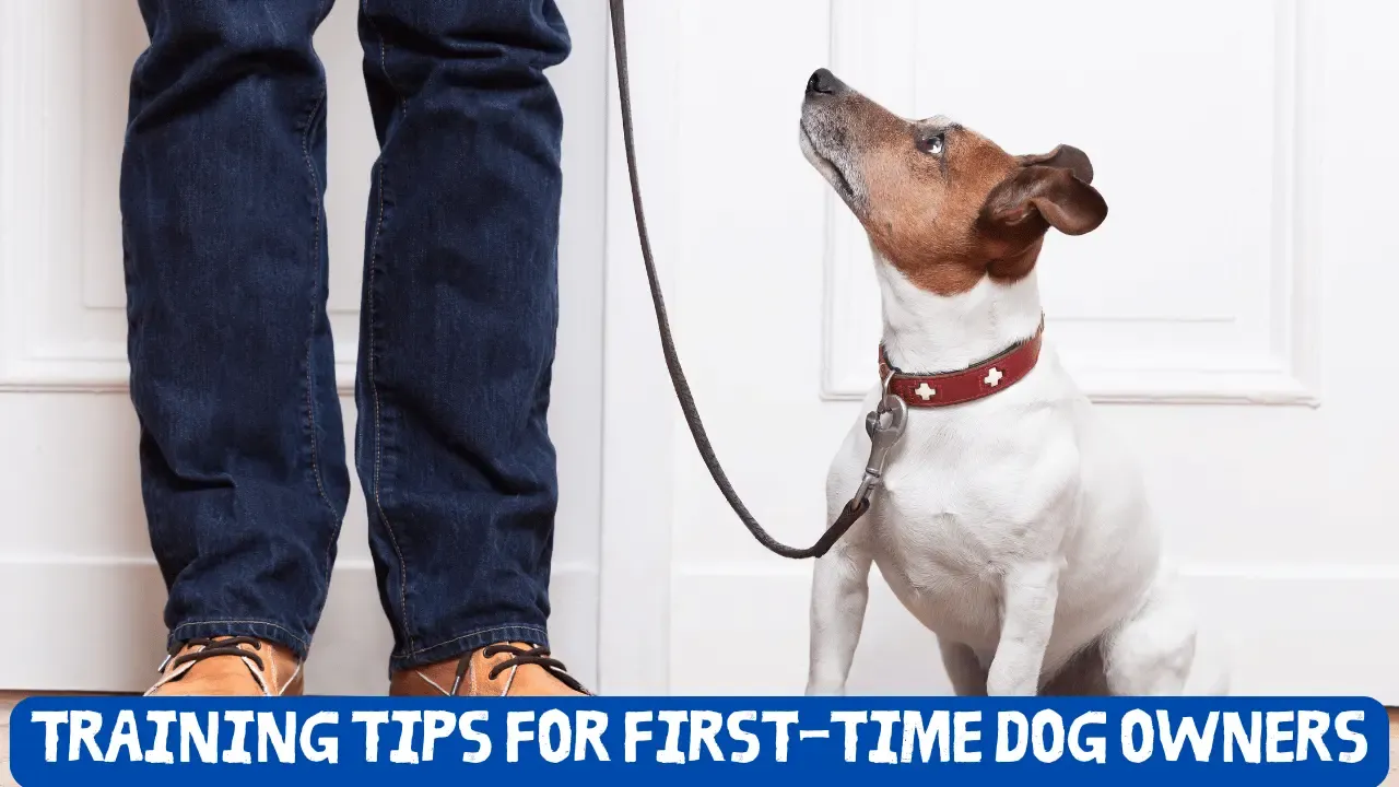 Training Tips for First-Time Dog Owners
