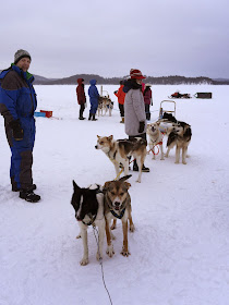 Husky Sled on Lake Inari, Finland