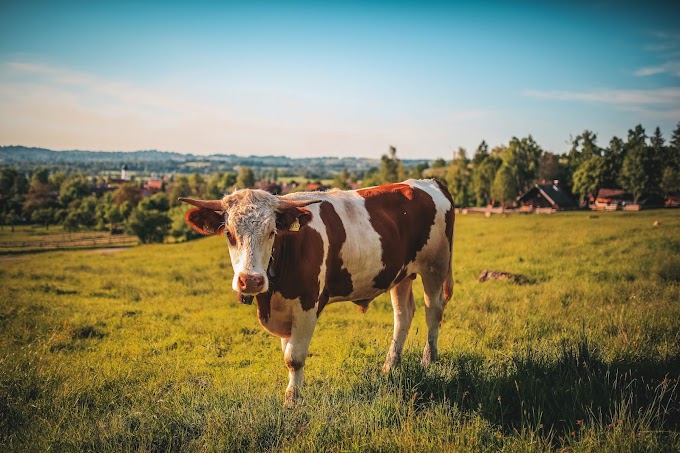 গরু এর  বিজ্ঞা‌নিক নাম কি? what is scientific Name of cow?