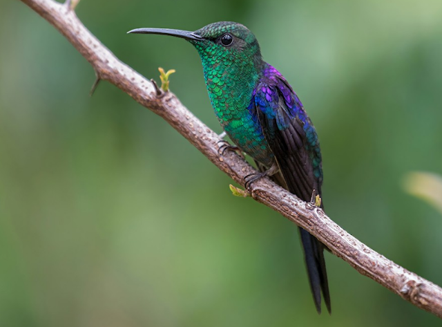 Beija-flor-de-costas-violeta, ave extraordinária e fascinante endêmica do Nordeste 