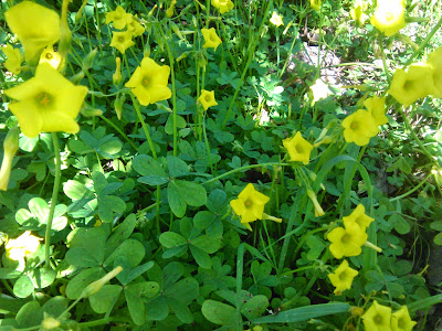 oxalis pes-caprea