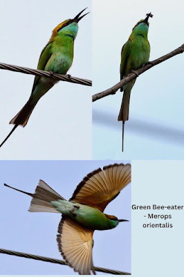 "Green Bee-eater - Merops orientalis, picture collage."