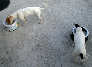 Munching their dinner on the roof terrace