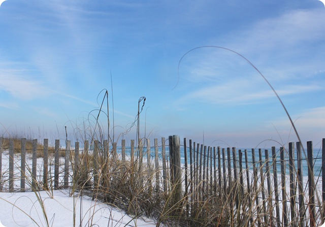 fence dune copy