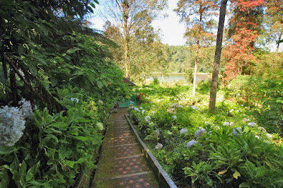 Taman bunga di telaga Warna Dieng