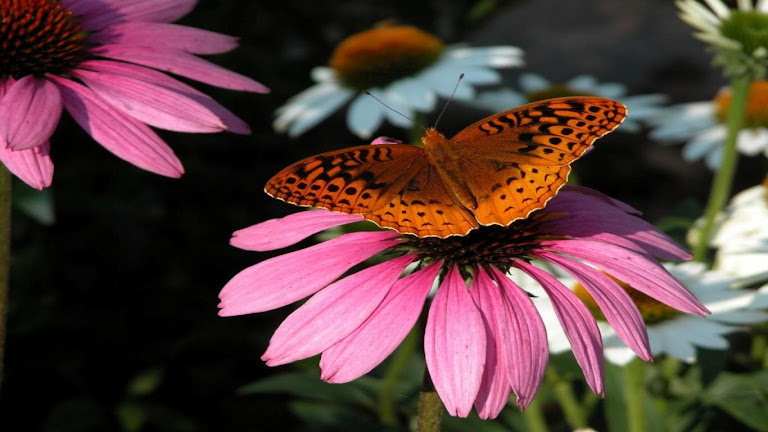 Butterfly HD Wallpaper 10