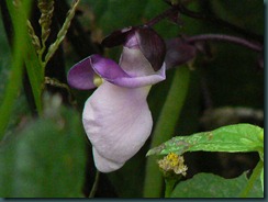 P1110550