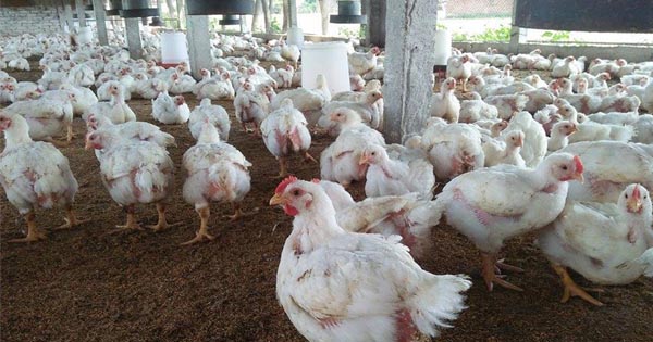problem in broiler chicken farming in nepal