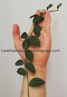 multiplicación-peperomia-quadrangularis