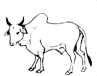 Ox