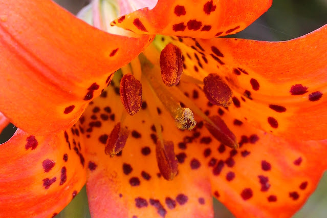 Лилия приморская (Lilium maritimum)