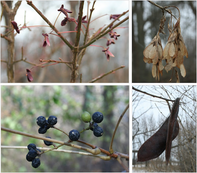 A panel of four photos showing the overwintering fruits of winged burning bush, box elder, Kentucky coffee tree, and Amur cork tree.