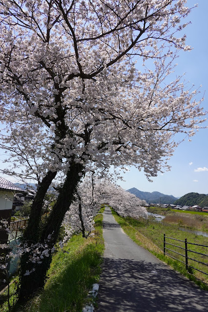 法勝寺川桜並木道　ソメイヨシノ桜