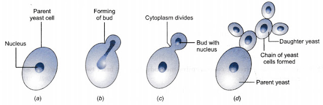 Budding in yeast - 12th biology