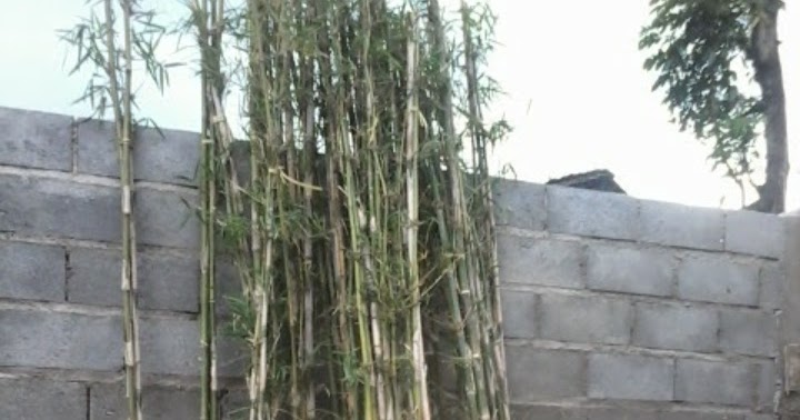 Viral Pagar Bambu Hidup  Lemari Minimalis Populer 