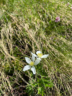 [Ranuculaceae] Anemone narcissiflora –  Narcissus Anemone (Anemone a fiore di narciso).