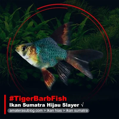 ikan-sumatra-hijau-slayer-tiger-barb-fish-green-slayer