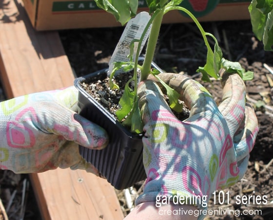 How to pinch off branches from tomato plants