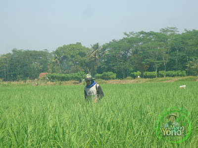 FOTO 1 : Pemupukan Kedua Tanaman padi NAZWA 39 HST di Sawah Rawa