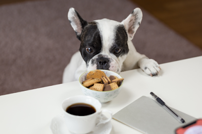 A small black and white English Bulldog is reaching up to a desk to investigate a bowl of sweet biscuits next to a coffee and notepad