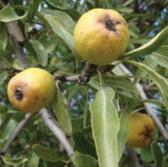 Груша Медведева (Pyrus medvedevii)