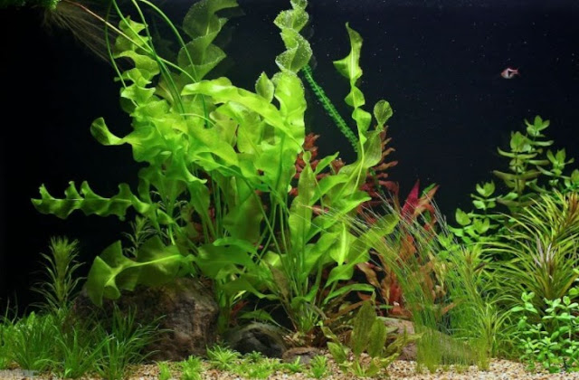 cara-menanam-tanaman-aquascape