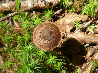 Inocybe calamistrata - Inocybe à base vert sombre - Inocybe à base verte 