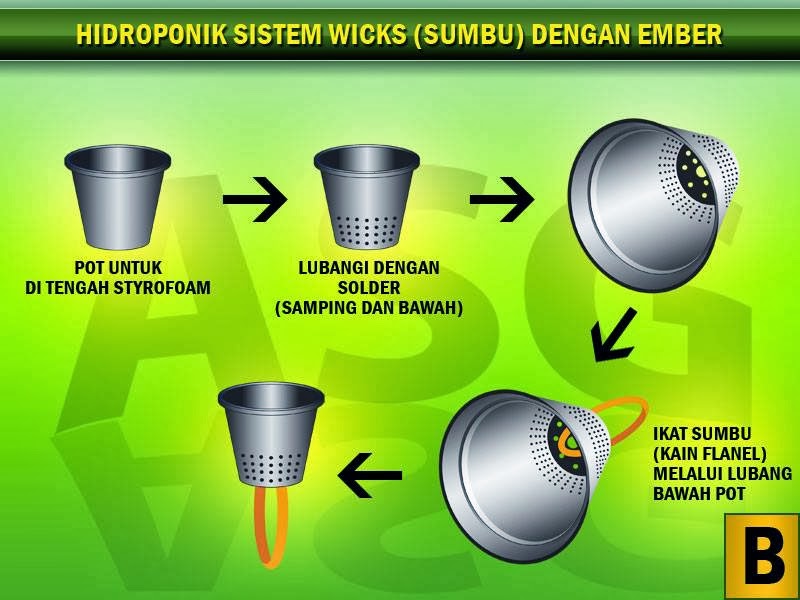  Contoh  Menanam Tomat dan Cabe Hidroponik  Budidaya 