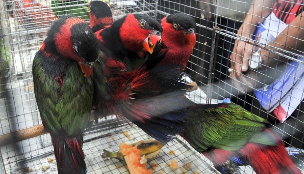 Polisi amankan 106 burung asal Papua di Pelabuhan Tanjung Perak