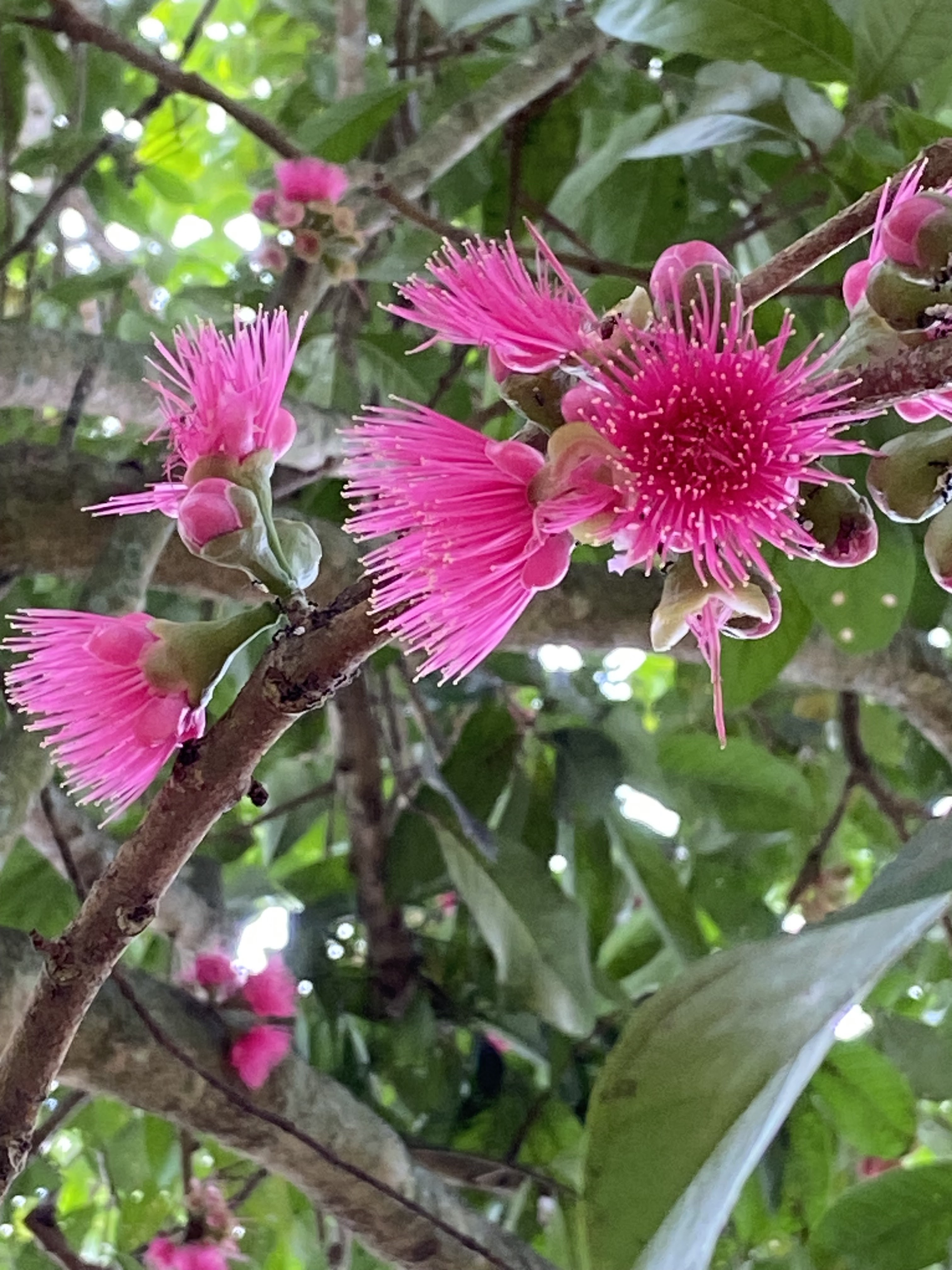 bunga pink, bunga pokok jambu, jambu botol, suasana cantik, balik kampung