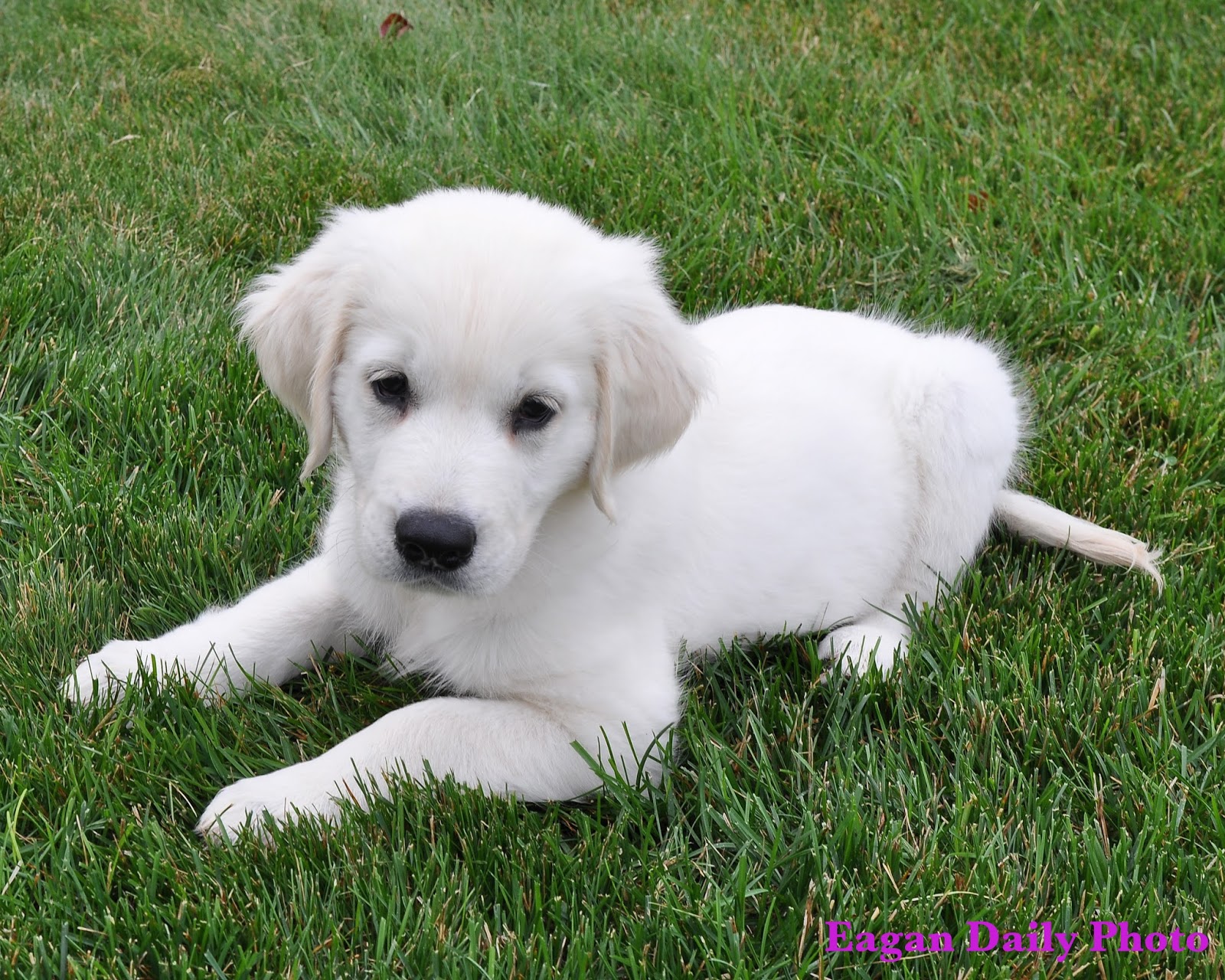 White Golden Retriever Puppies For Sale By Breeders In