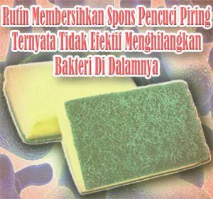 Rutin Membersihkan Spons Pencuci Piring Ternyata Tidak Efektif Untuk Menghilangkan Bakteri