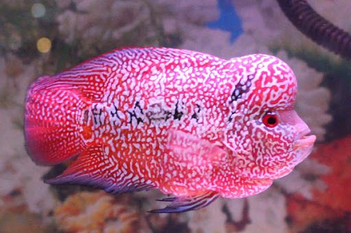 ikan cichlid paling agresif