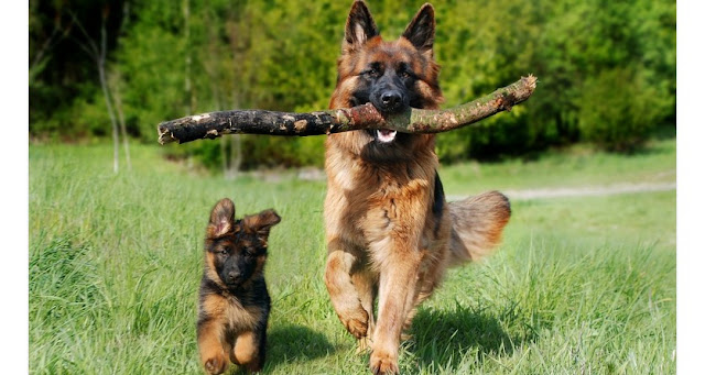 How to Take Care of a Dog, A New Owner's Guide German Shepherd