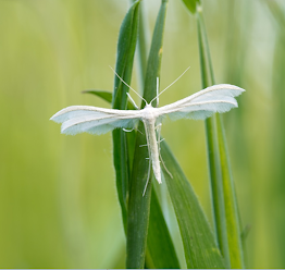 Looking down on a white plume moth as it rests on a leaf.