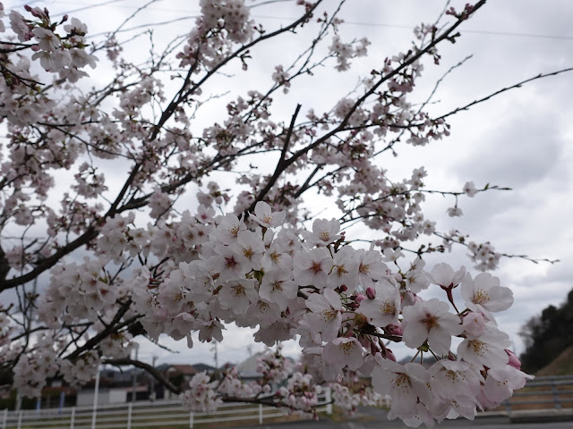 鳥取県西伯郡南部町天萬　小松谷川　九分咲きのソメイヨシノ桜