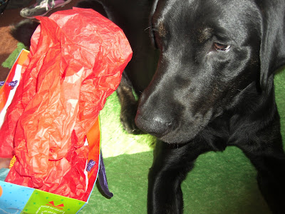 Picture of Rudy staring at a gift bag... he's ready to open it!