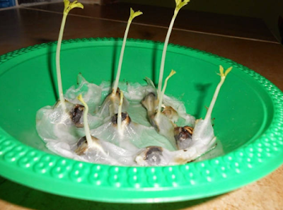 How To Plant Moringa Seeds 