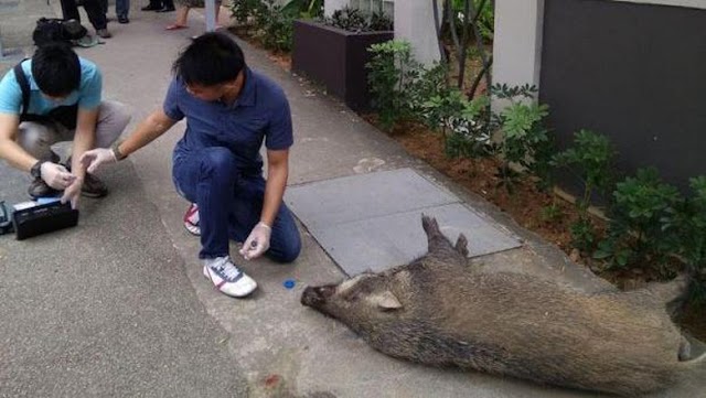 Bikin Kaget! Babi Hutan Serang Warga di Tengah Kota Singapura
