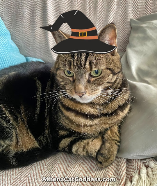 tabby cat in witches hat