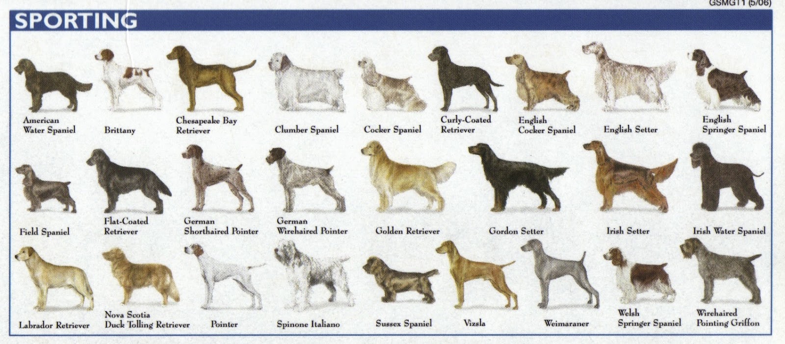 Dog+Breed+Chart+2