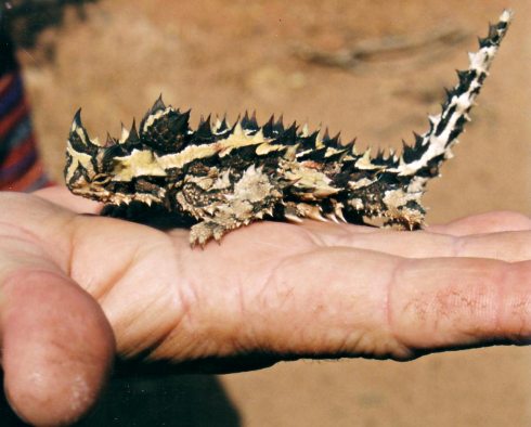 The  Thorny Devil