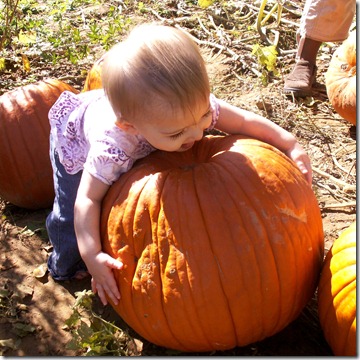 Apple Picking