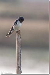 barn-swallow