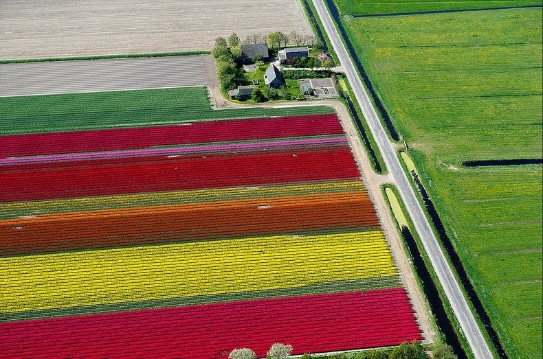 tulip-field-0 tulip-field-0